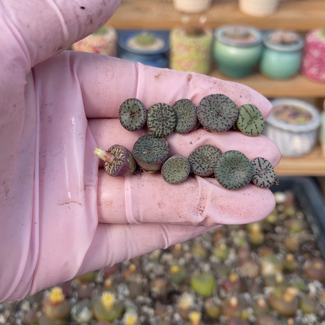 多肉植物一物一拍2