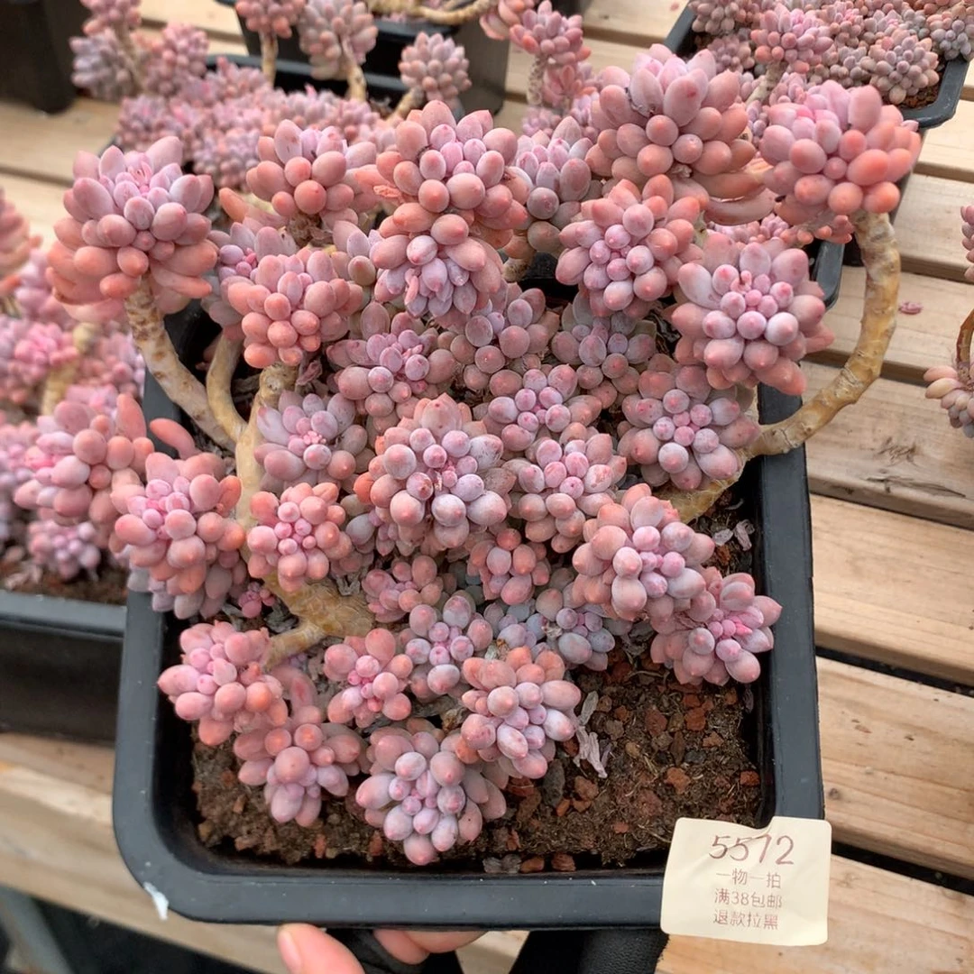 21厘米婴儿手指 推荐 5572