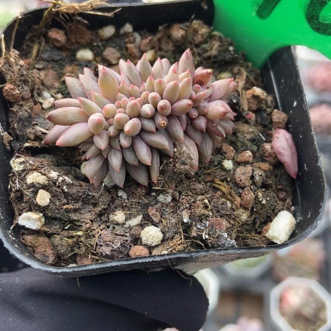 770车厘子缀多肉植物