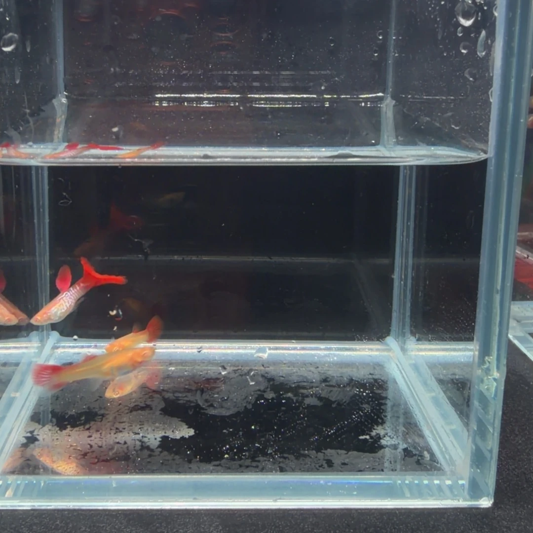 孔雀鱼蛇纹红尾1公2母