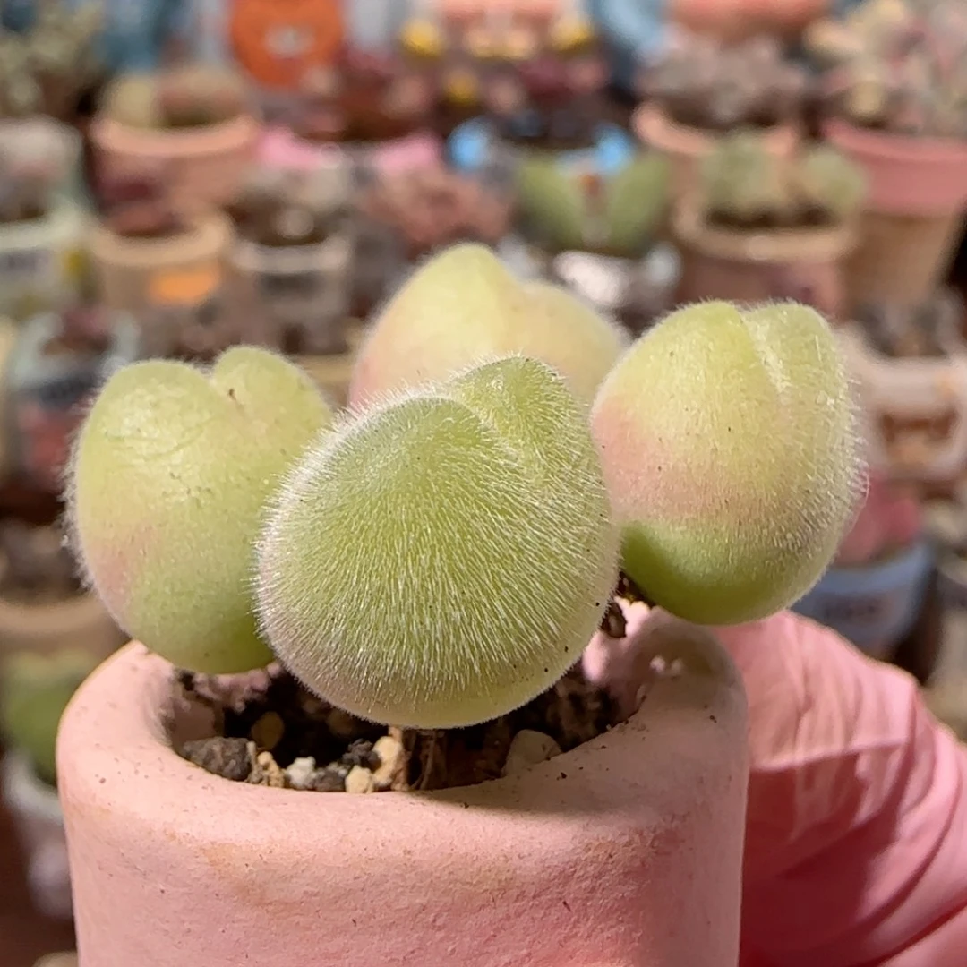 造型可爱毛翠 盆口2cm