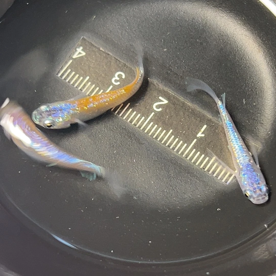 海水长鳍海王星一组40