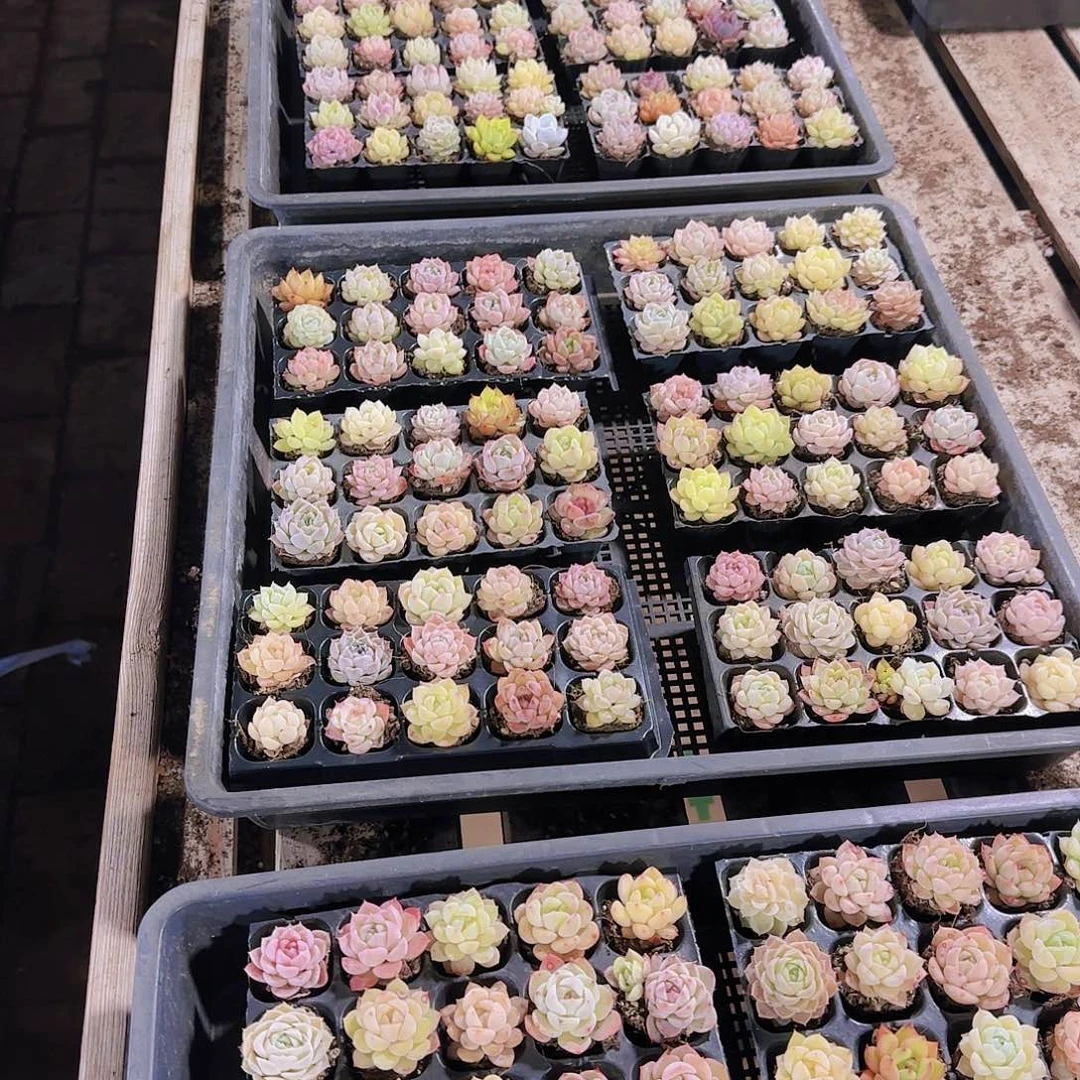 新品15颗优选量拍