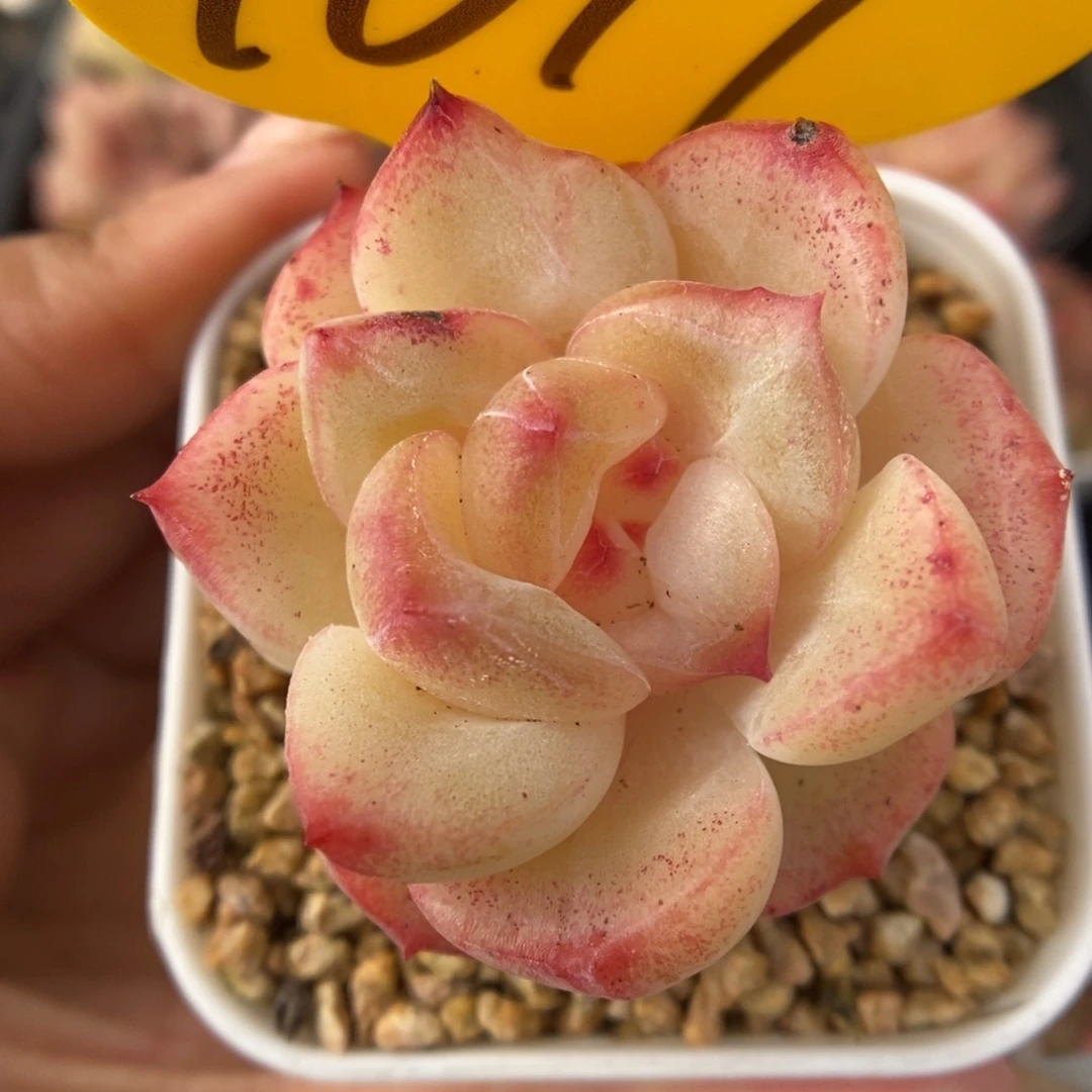 爱丽丝珍妮可拍1017号