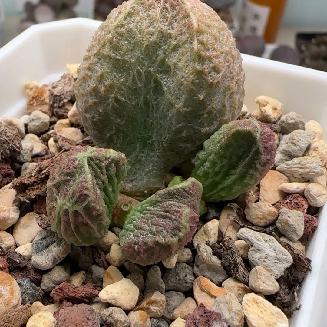 火焰山水泡多肉植物