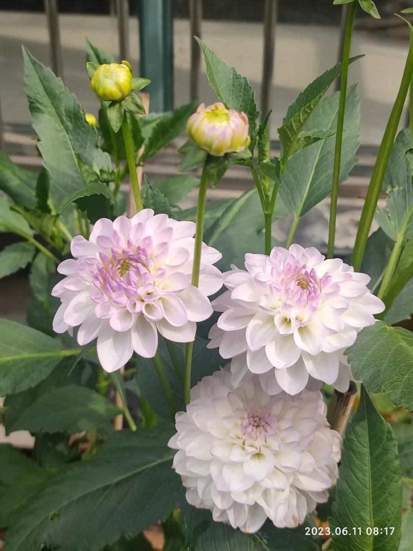 （伊芙琳）进口大丽花种球多年生