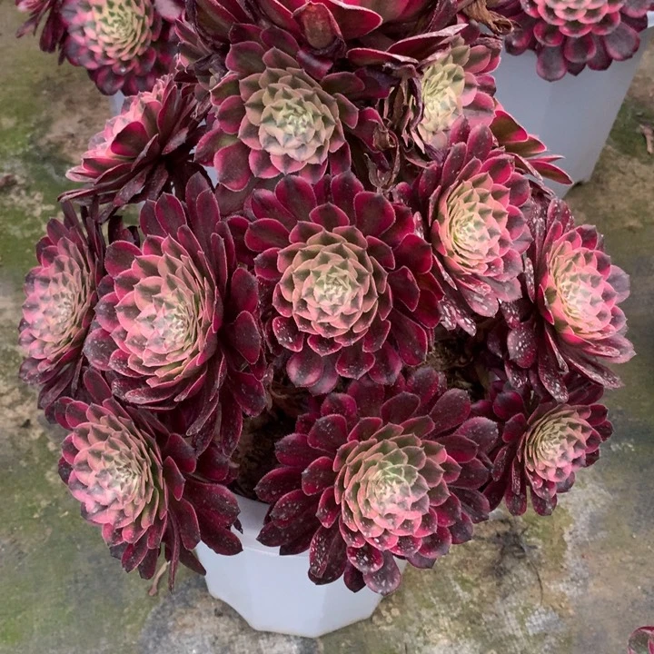 ?***?不包损606号后羿老桩