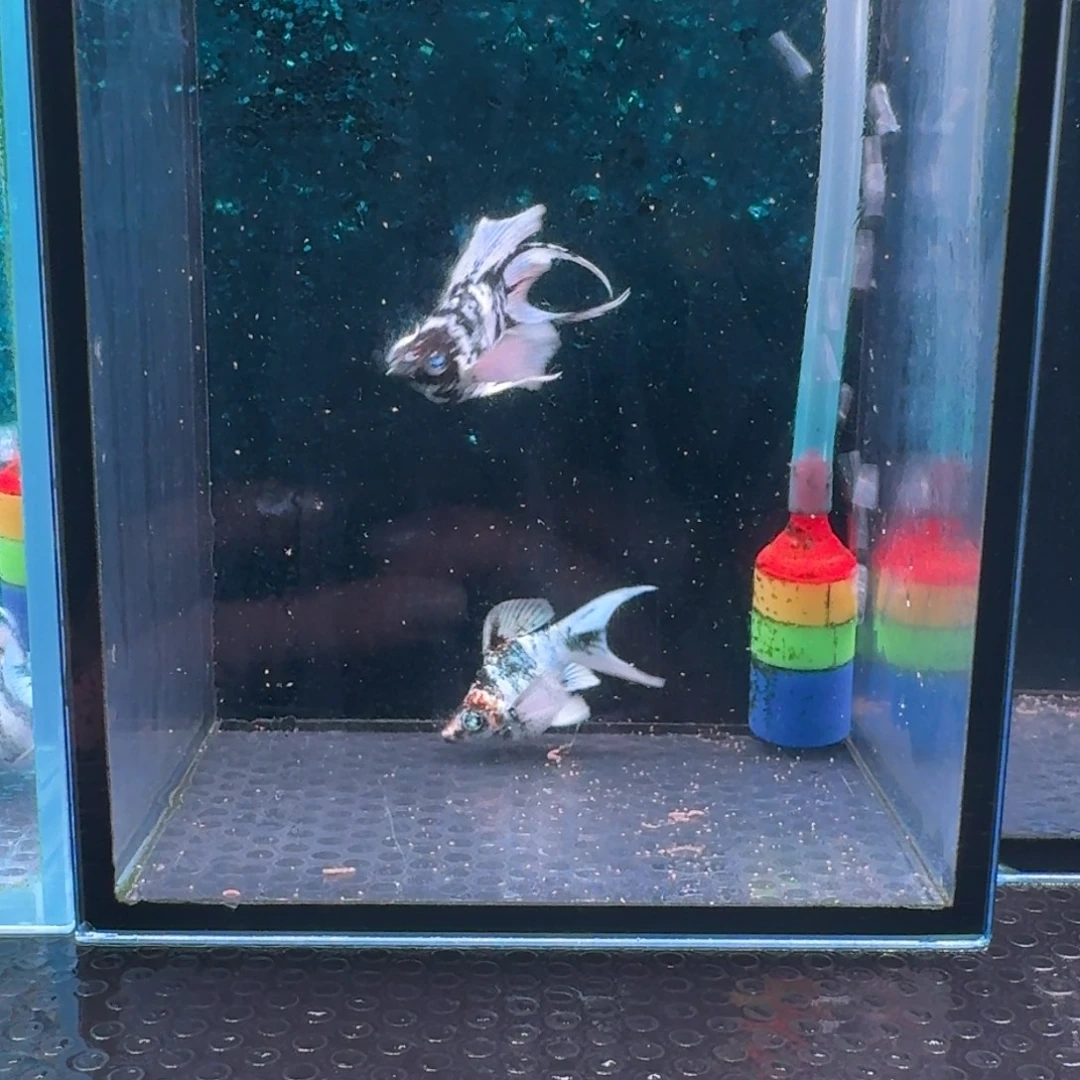 黑玛丽鱼642号玛丽2条