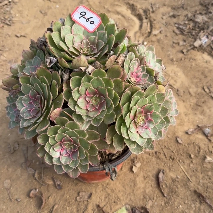 9-60莲花座不包售后