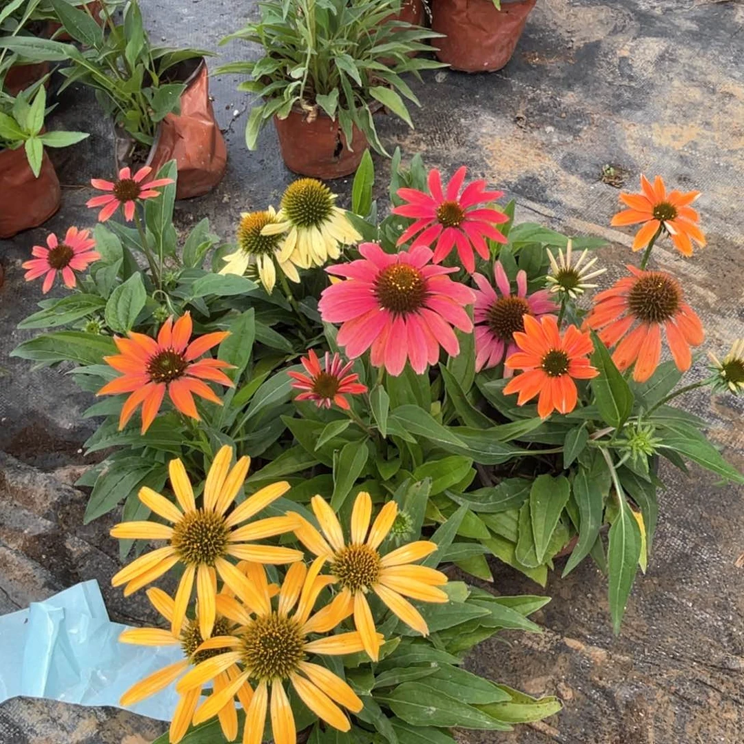 完全开放松果菊拼手速福袋3盆25（黄红粉随机）5份