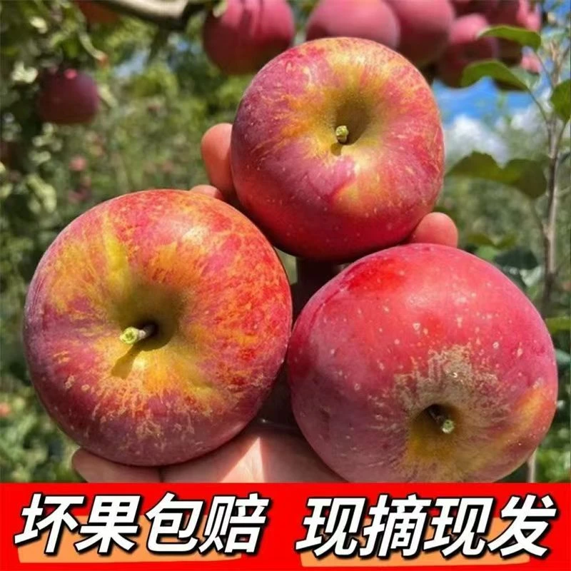 云南昭通丑苹果红富士糖心苹果新鲜水果丑苹果脆甜现摘5斤-10斤