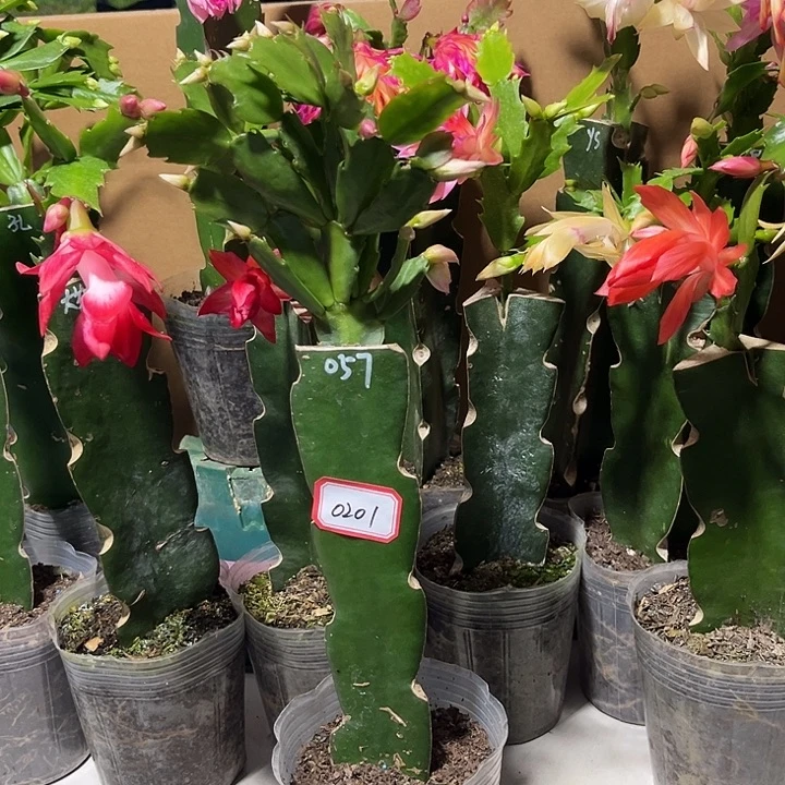 用***1当前无花朵，栽培后可花朵057