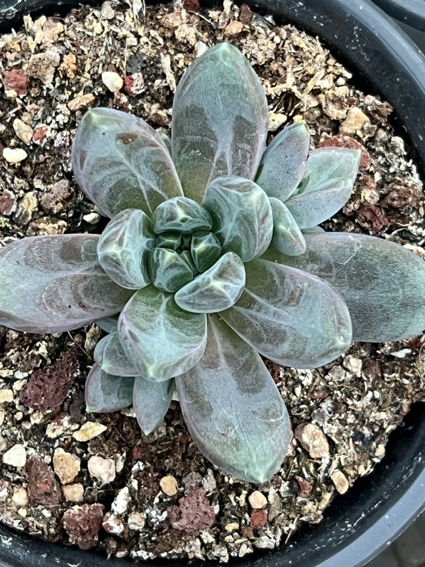 美人系多肉一物一拍