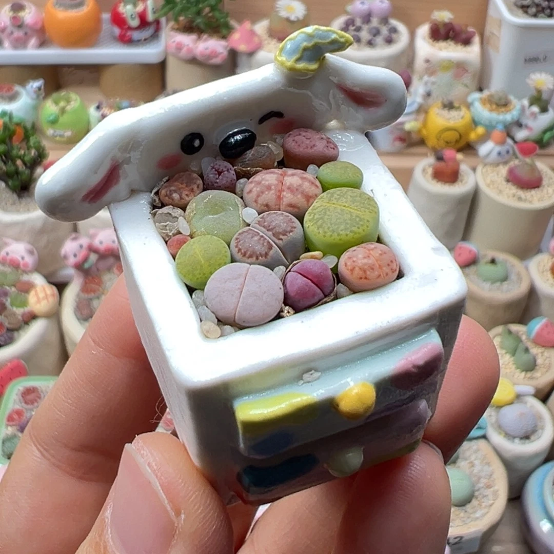 多肉植物140号彩色