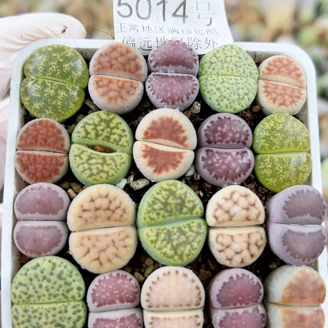 5014 好养易活生石花大母本