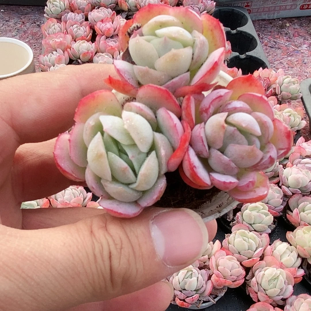 贝瑞三头满9.9包邮