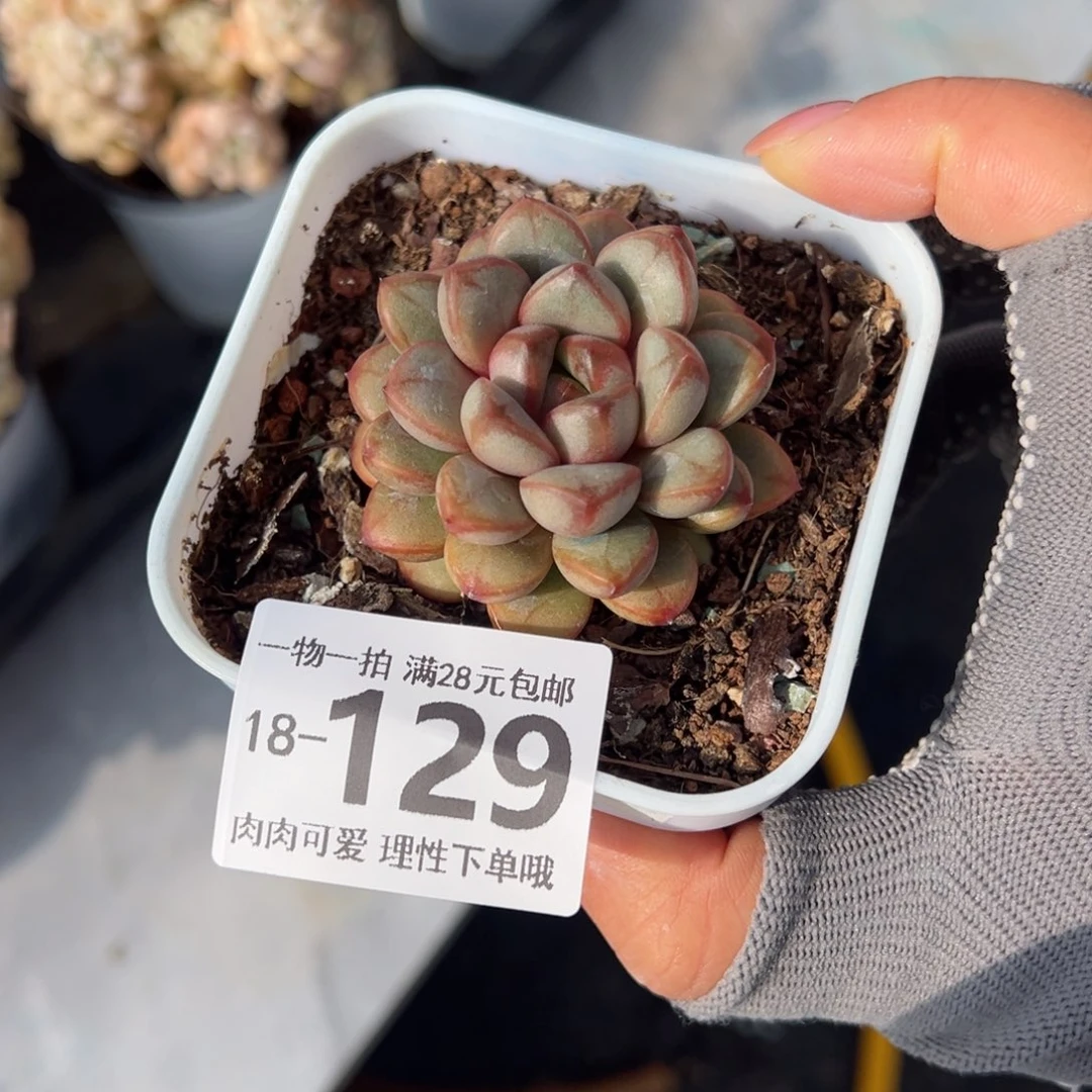 葡萄，多肉多肉多肉多肉