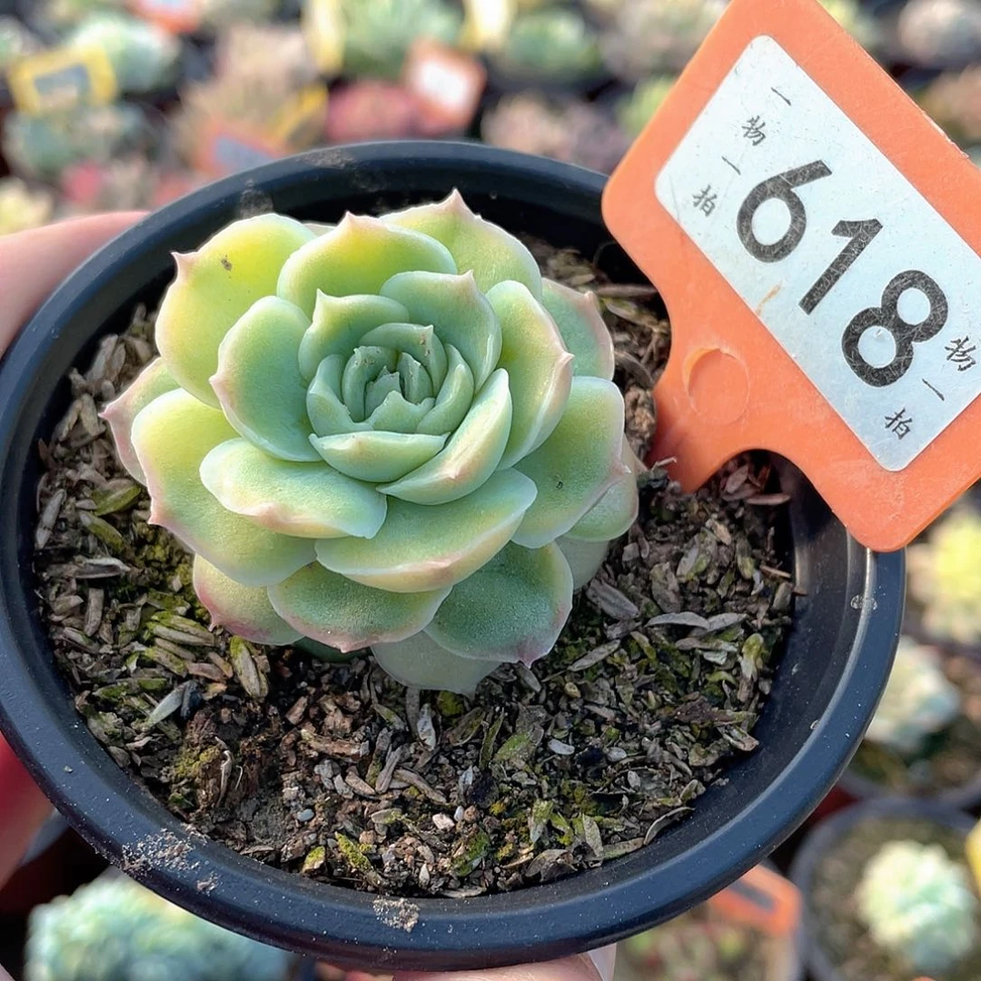 618号多肉虾饺多肉