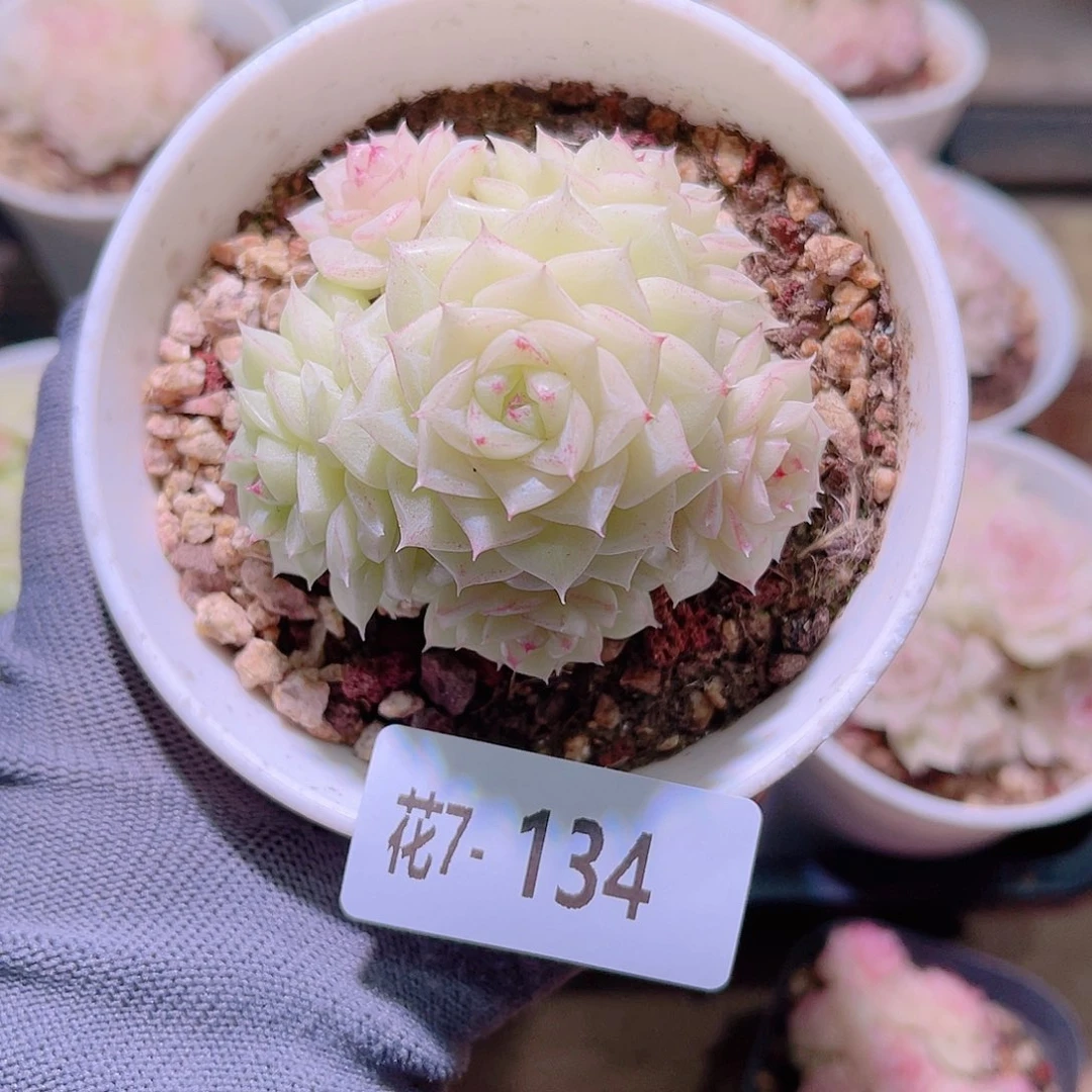 花07-134白天鹅群