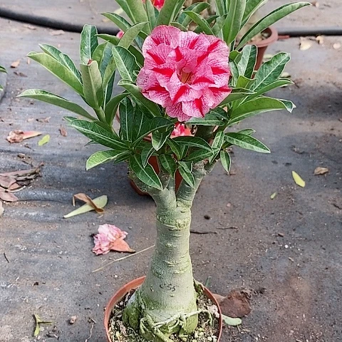 【闪购商品】无花朵.*叶