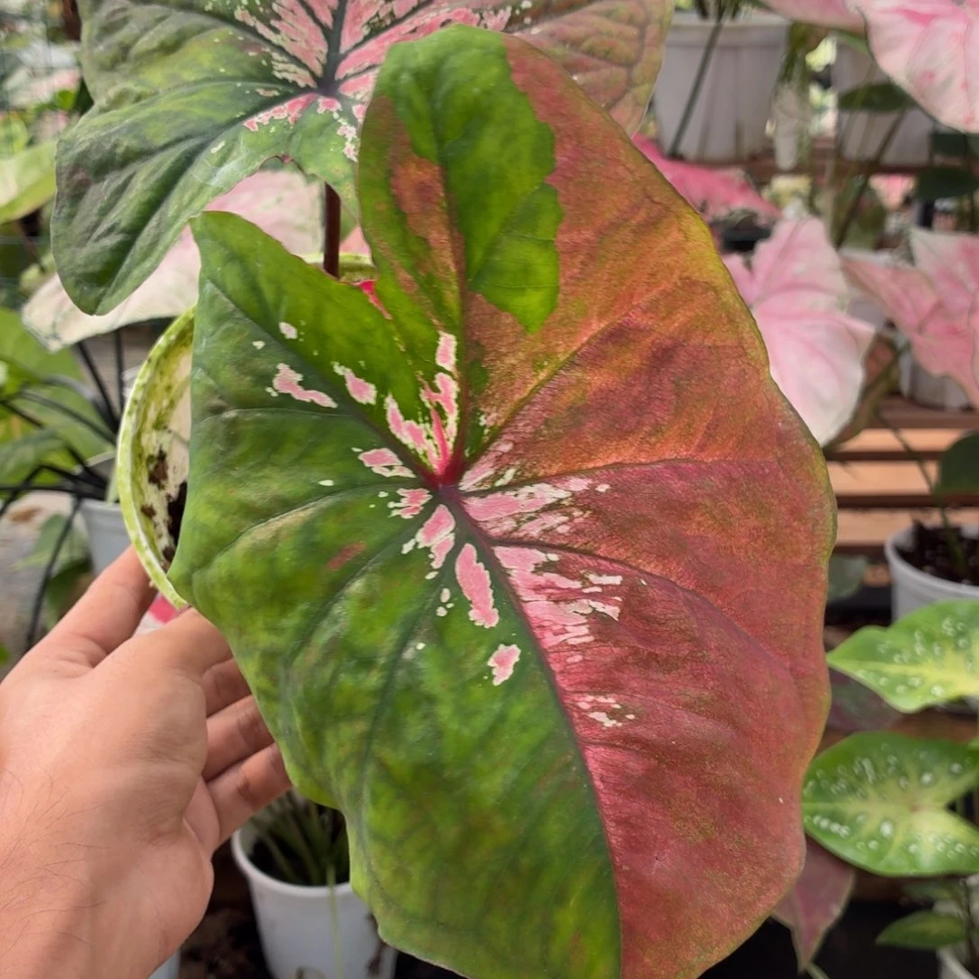 大部分花苞少量开放B277