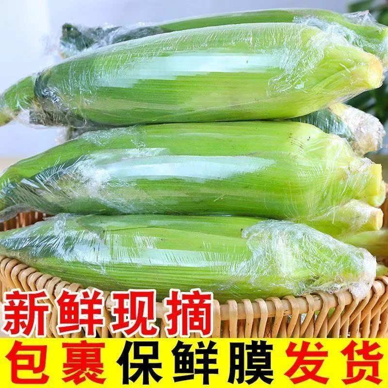 【新鲜现摘】湘西高山玉米低脂清甜香糯玉米