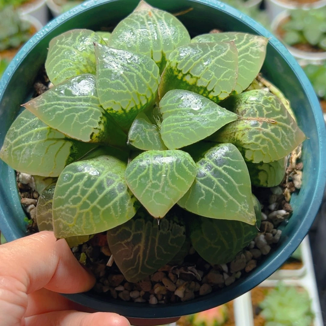 加仑盆水晶康平玉露多肉