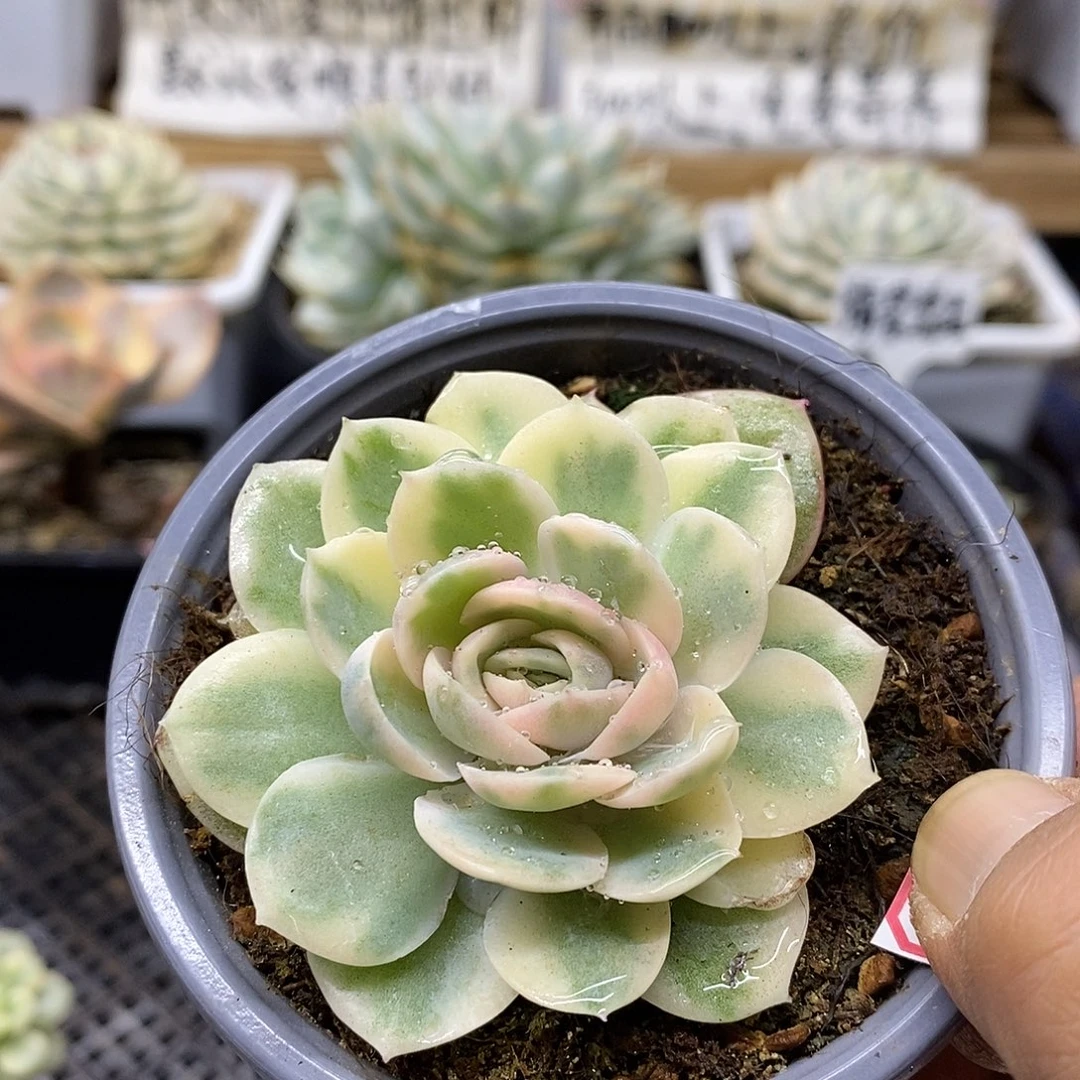 08142 漂亮昂斯诺锦