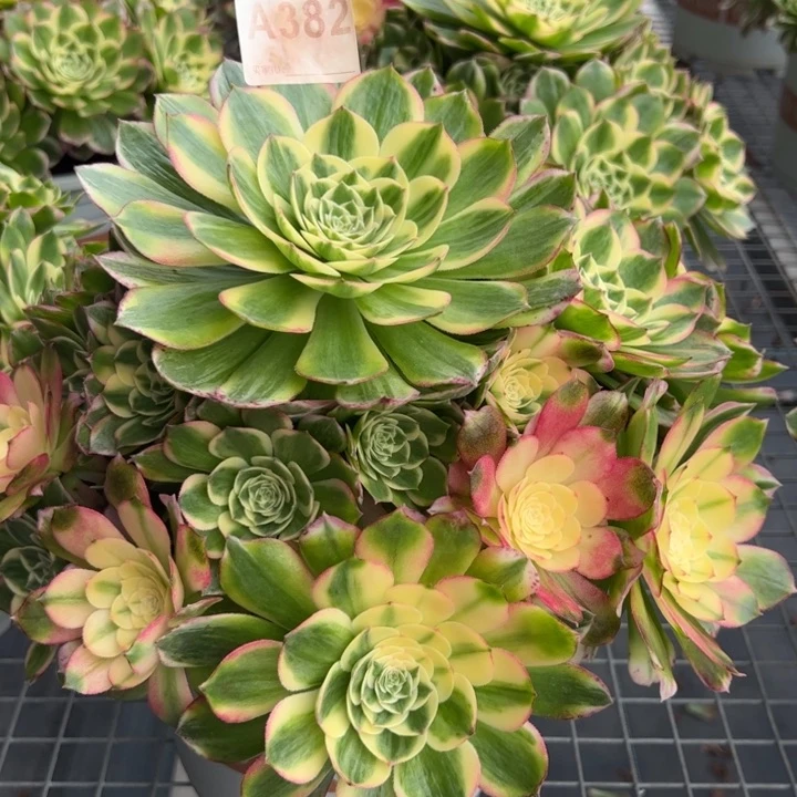 382海鲜30厘米左右