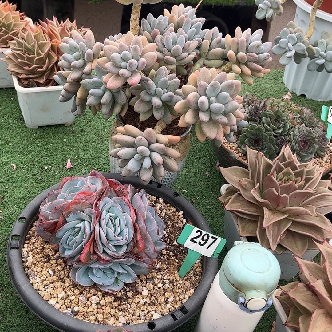小***k粉色恋人多肉植物保护090