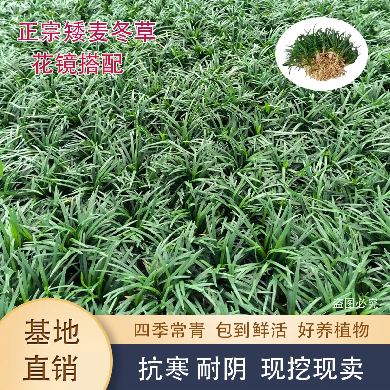 日本矮麦冬草苗耐寒别墅庭院园林绿化草坪植物带土麦冬草苗玉龙草