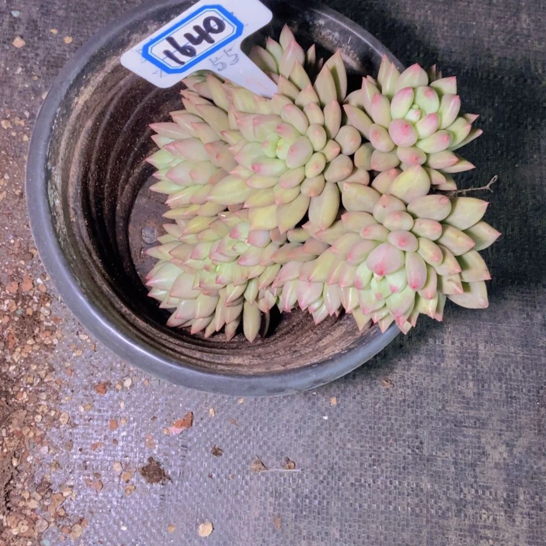 木***玲1640米其林多头群一颗