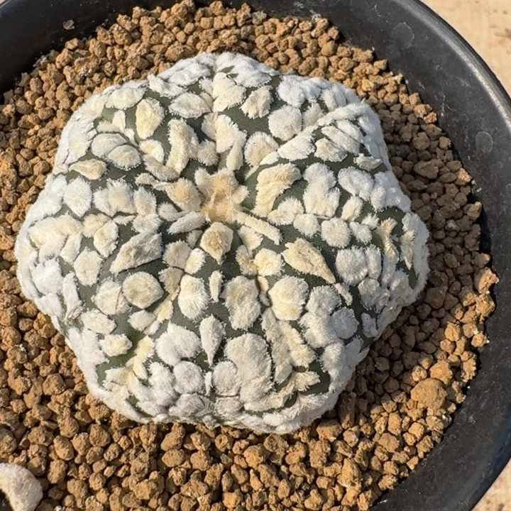 超兜实生仙人球。