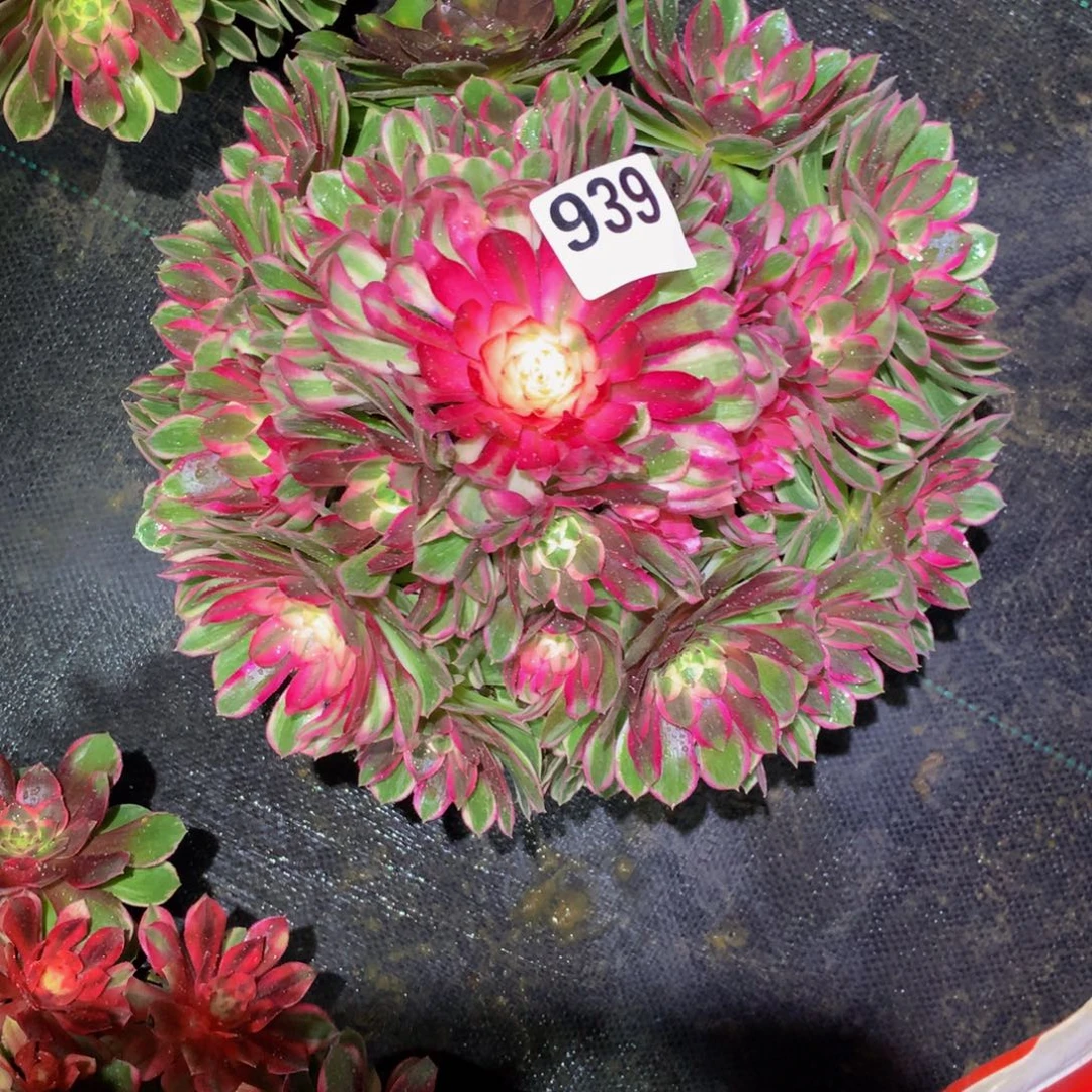 ****娃法师多肉植物939孔雀翎