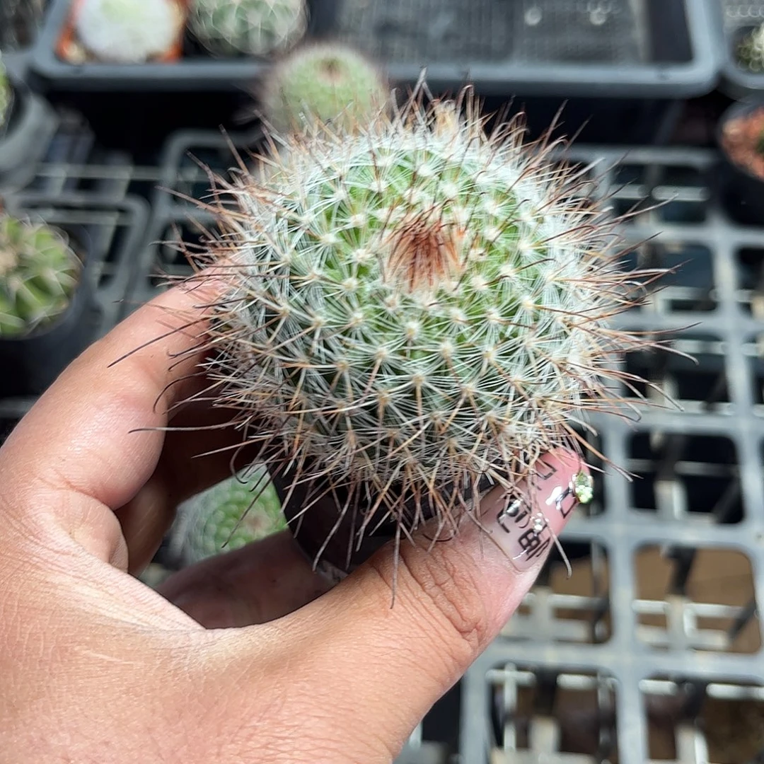 菲秀屿单头发货单头