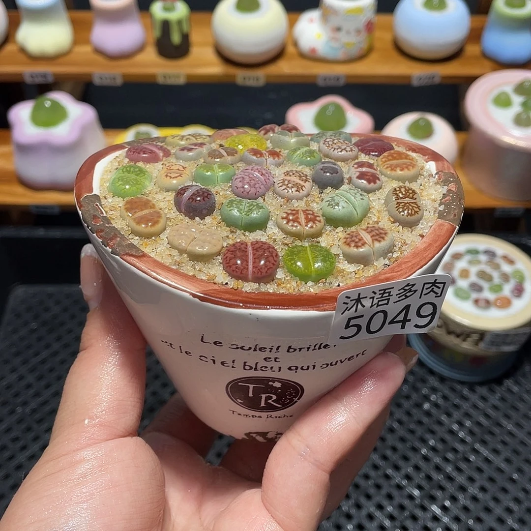 带盆土植物 一物一拍5049