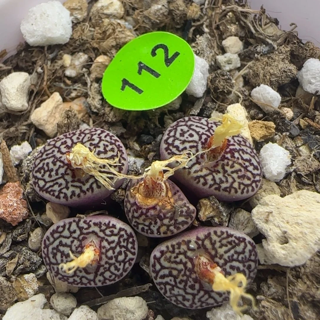 唐草墨群多肉植物112