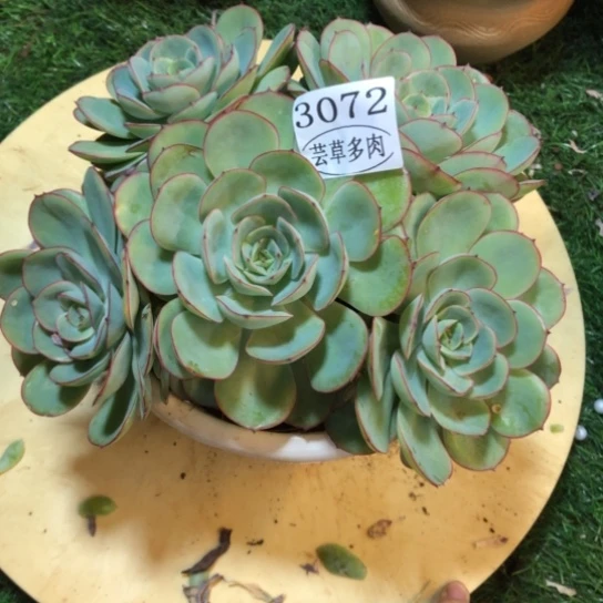 牡丹亭，3072，一物一个