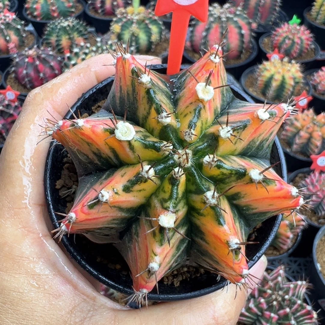 1-45米哈仙人球锦7.1厘米