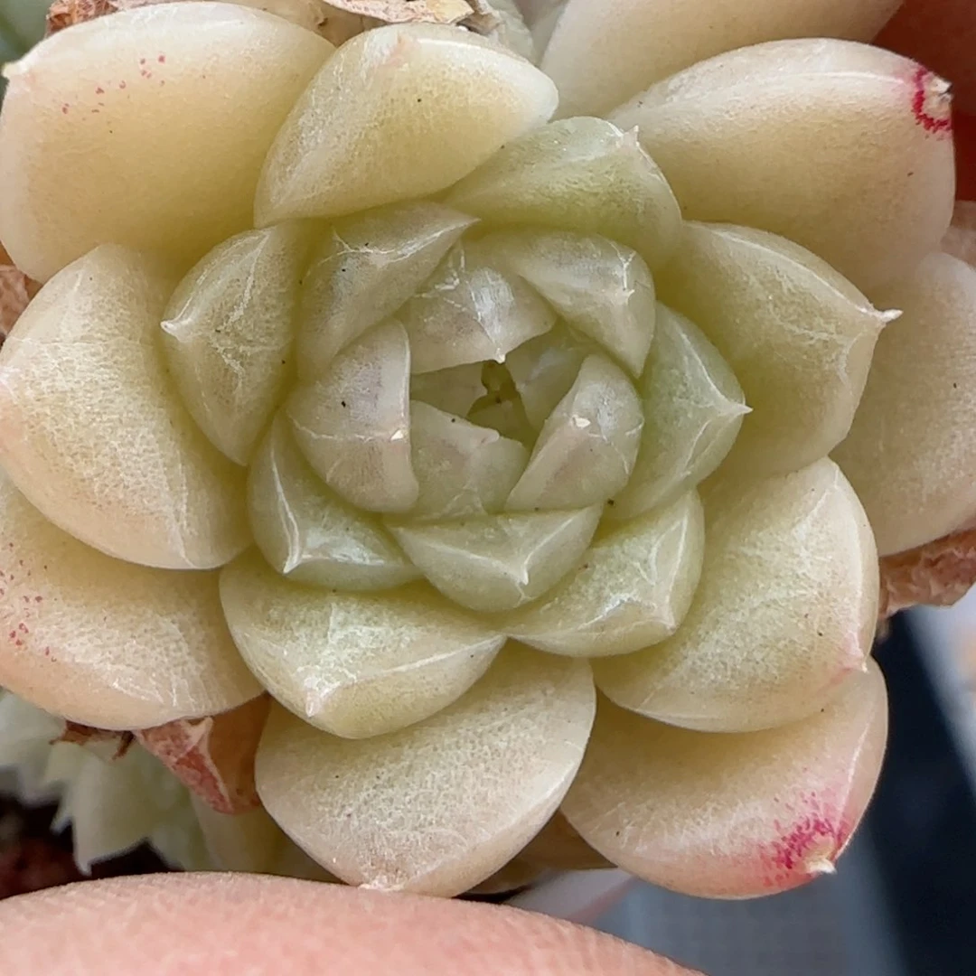 d****d【闪购商品】0121-37（ttp-167）散的