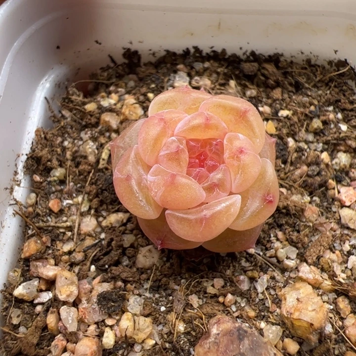 一物一拍，精品糖心