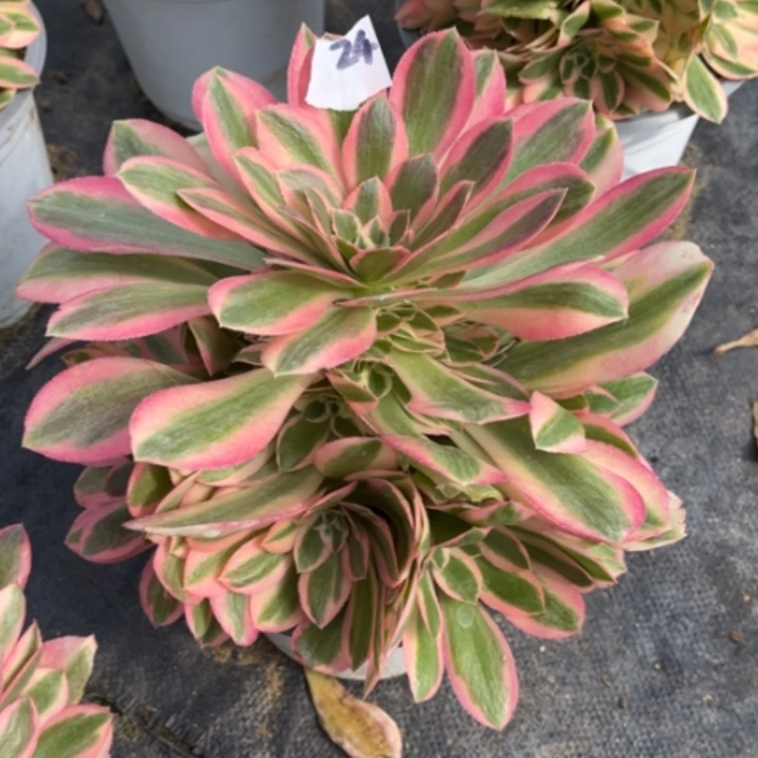 【闪购商品】24粉女巫多肉法师