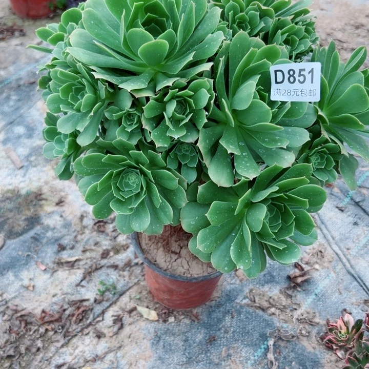 851绿羊绒多肉植物