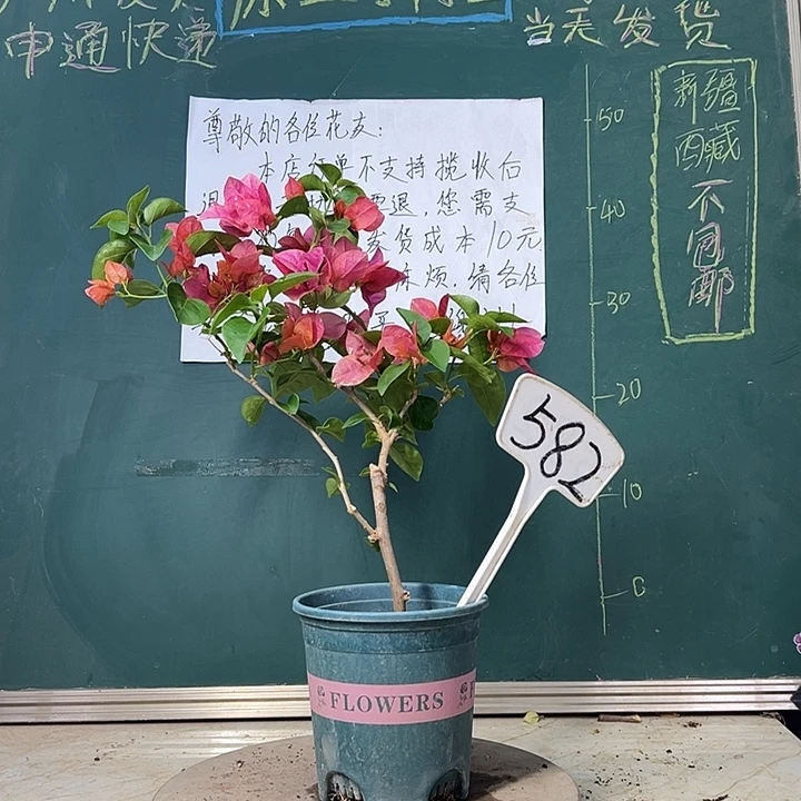 当前无花栽培后可以开花