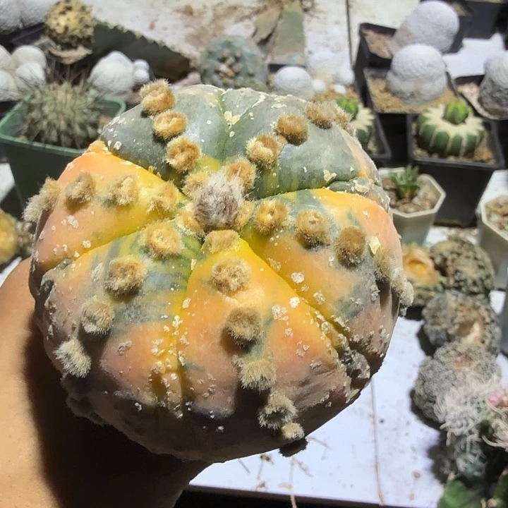 大叶连心兜锦仙人球嫁接