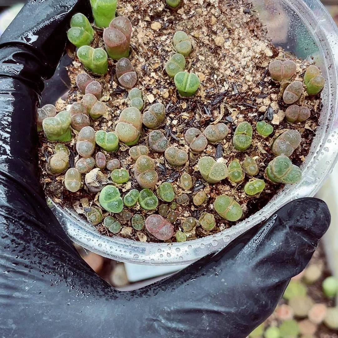 生石花满18包邮0916-219