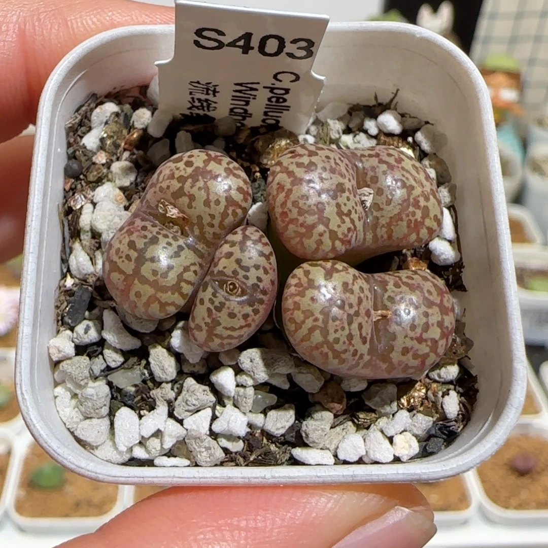 肉锥多肉植物组合-勋章885