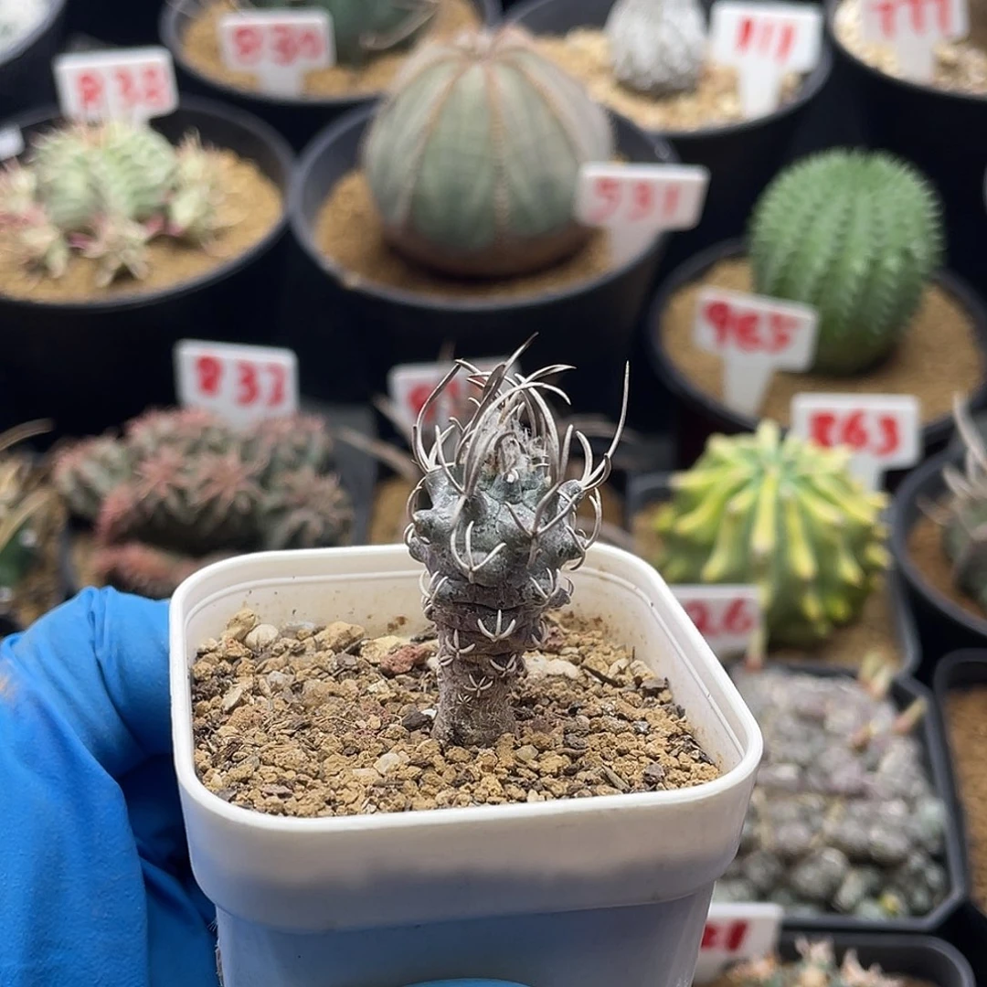 实生碳刺黄龙丸仙人球