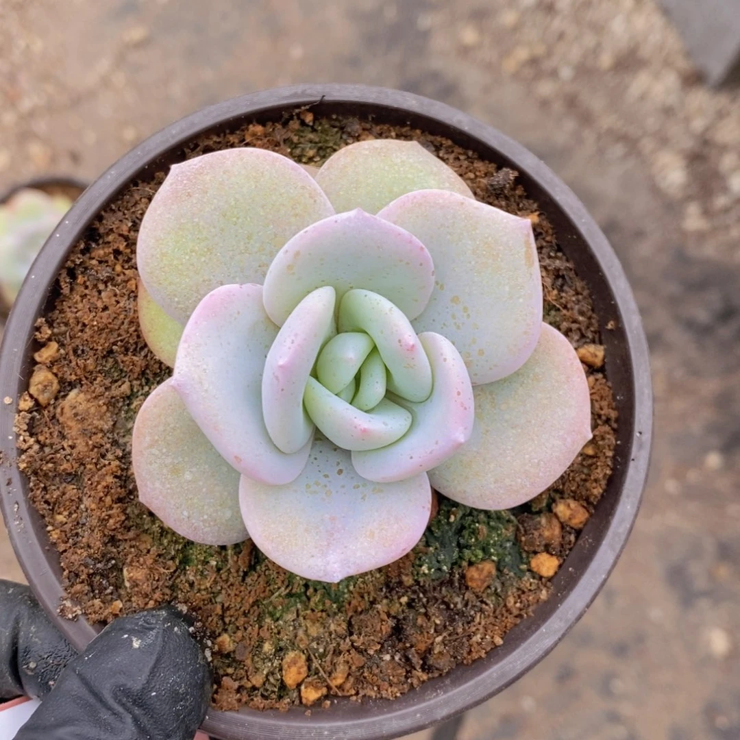 捂****?奶茶单10颗11111