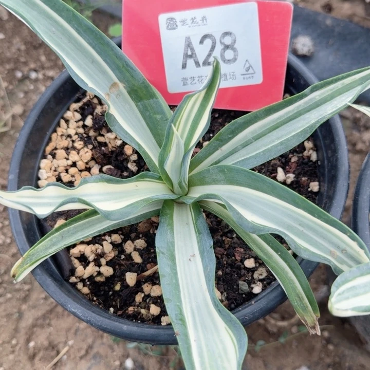 完全开放鹦鹉嘴白中班脱土发货